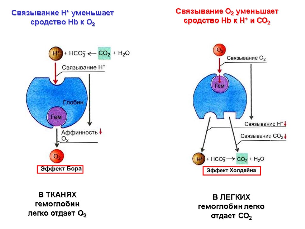 Связывание Н+ уменьшает сродство Hb к О2 Связывание О2 уменьшает сродство Hb к Н+